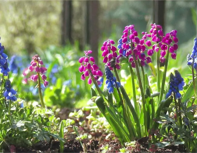 Co posadzić przy ogrodzeniu z siatki? Pomysły na piękne i praktyczne nasadzenia