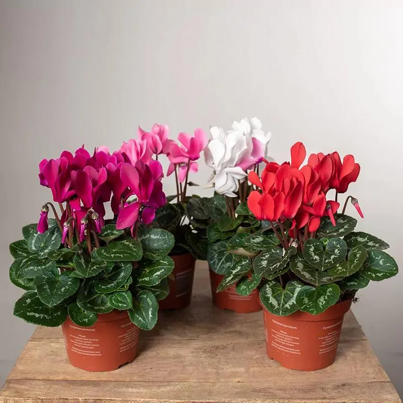 Cyklamen – jaki kolor skrywa jego piękno?