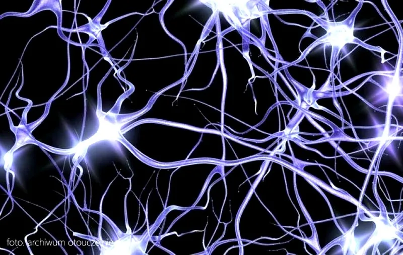 Neurobiologia w coachingowych fundamentach: Jak zrozumienie mózgu wspiera rozwój osobisty