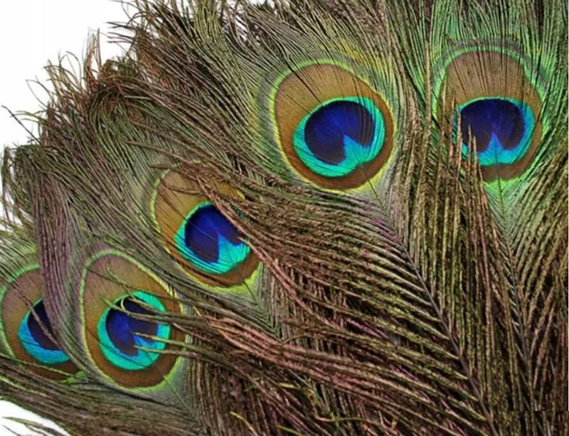 Pawie pióra w domu – talizman piękna czy zwiastun pecha?