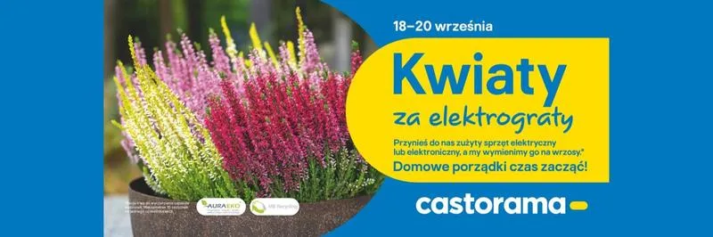 Wrzosy w domu – wierzchowisko nieszczęścia czy ozdoba wnętrza?