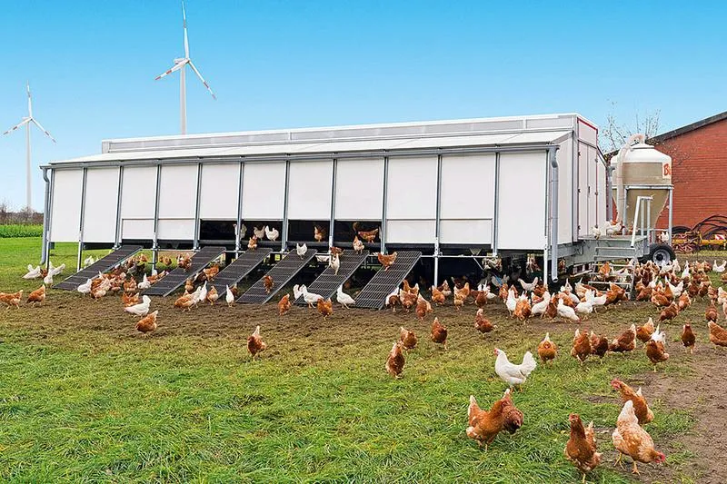 Zielone pomysły na to, jak zbudować kurnik dla 5 kur w przydomowym ogródku