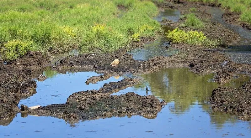 Budowa domu na podmokłym terenie