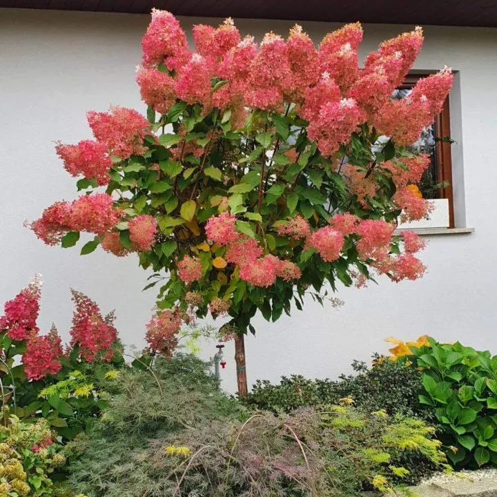 Trawy ozdobne przy ogrodzeniu