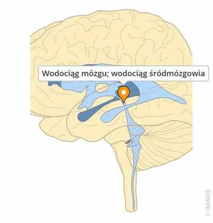 Wodociąg na działce